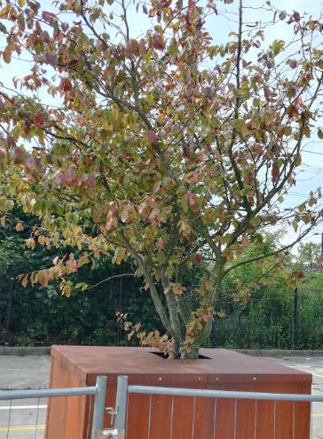 250719 Afstervende bomen Schiedam Stattion